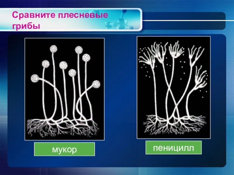 Каково значение мукора в жизни человека. Мукор и пеницилл строение. Строение плесневого гриба пеницилла. Грибы мукор пеницилл дрожжи. Мицелий мукора и пеницилла.