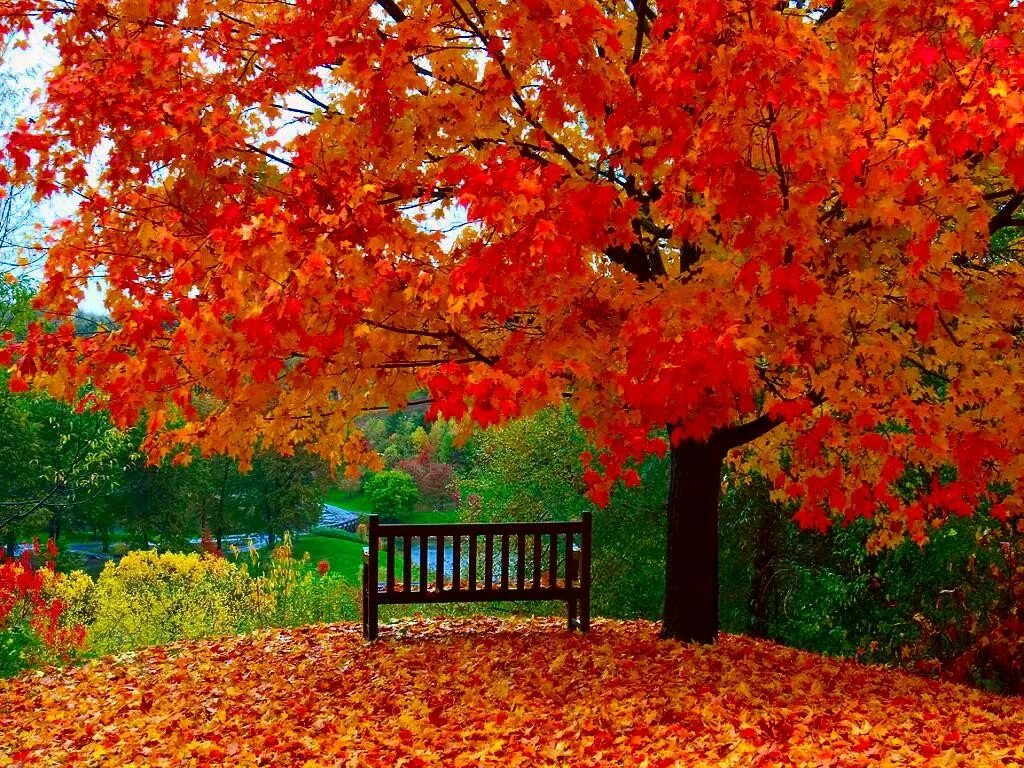 Осень. Золотая осень. Красивая осень. Осенний пейзаж.