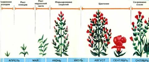 Можно прищипывать львиный зев