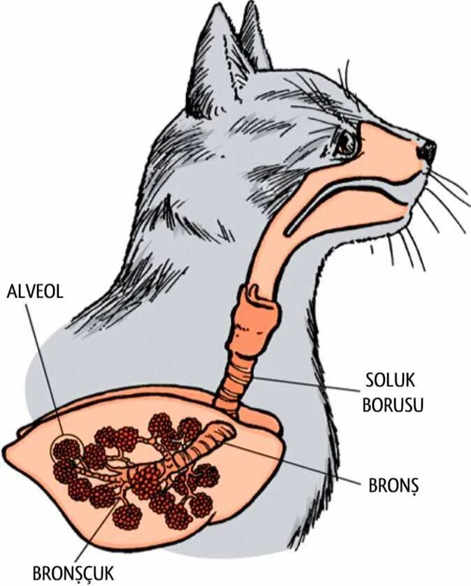 Действия кота если сема вопит. Строение гортани кошки. Дыхательная система кошки анатомия. Системы дыхания у кошек.