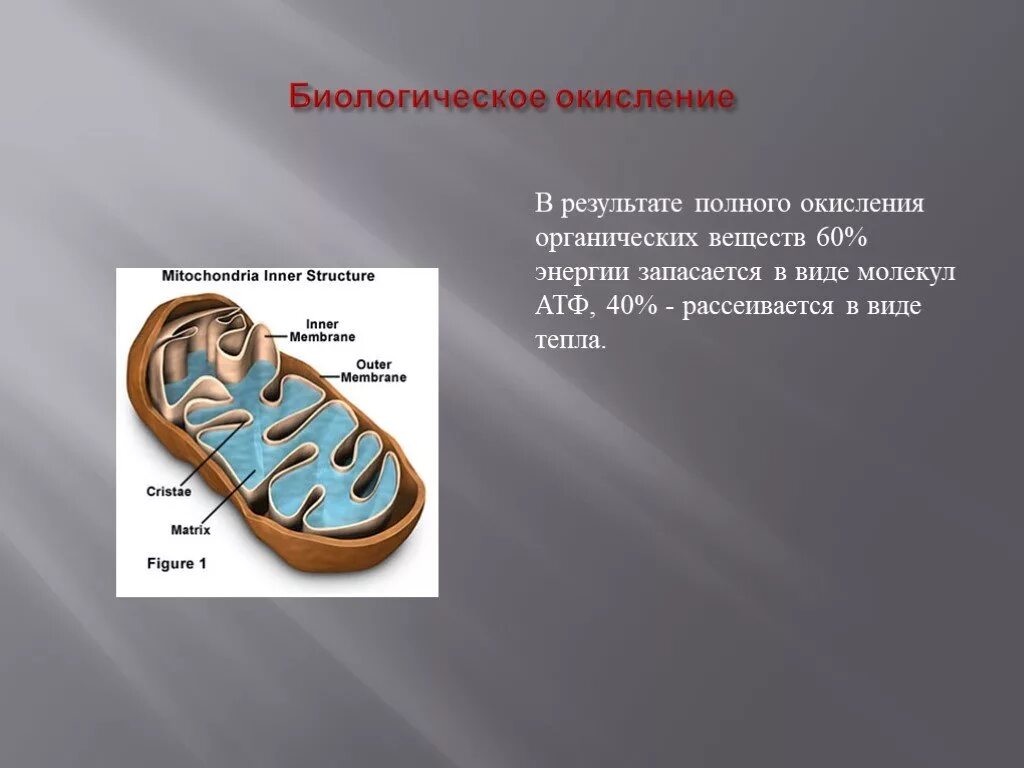 При окислении органического вещества выделяется