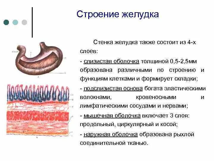 Слизистая желудка выделяет. Строение стенки желудка слои. Тканевое строение стенки желудка. Строение стенки ЖКТ анатомия. Строение стенки трубчатых органов желудка.