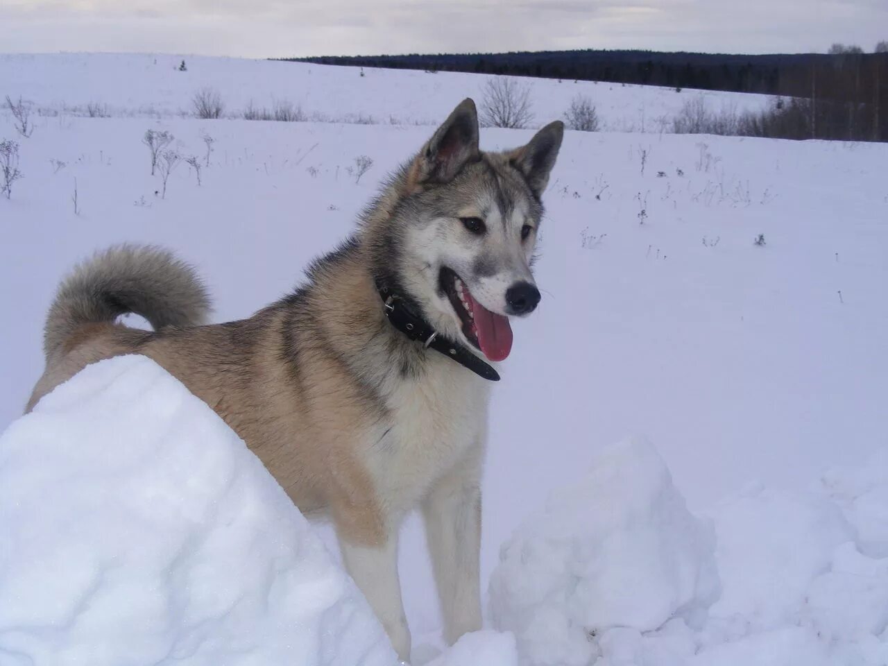 Западно сибирская лайка питомник. Лайки зсл удмуртский питомник. Зсл кучум. Западно сибирская лайка. Питомник сибирской лайки.