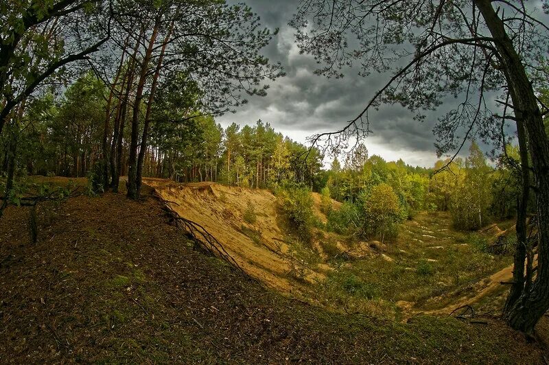 Низина леса. Республиканский ландшафтный заказник Мозырские овраги. Белгородские сосны овраг. Урочище страшный овраг Рязань. Икшинский овраг.