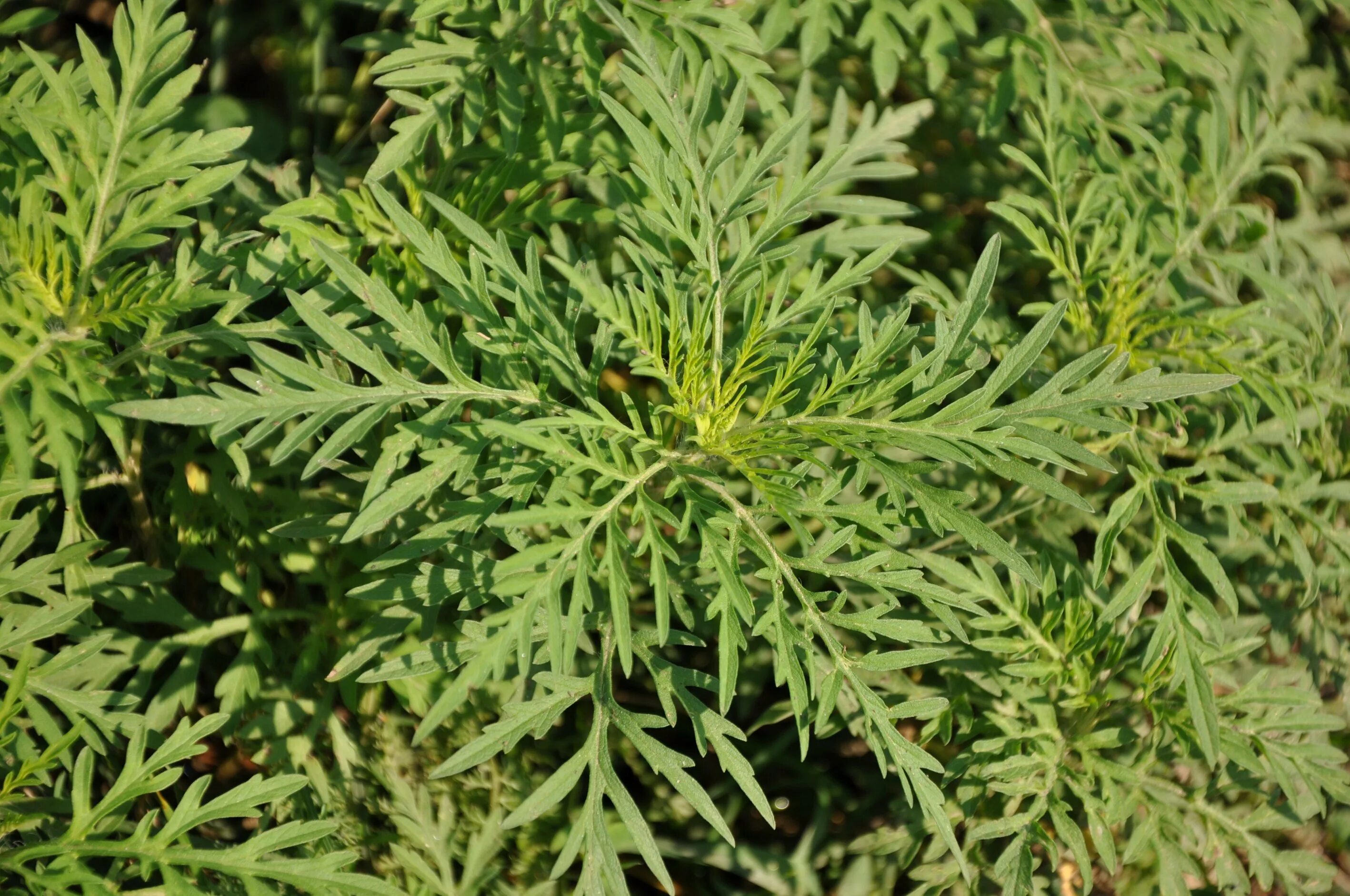 Амброзия полыннолистная. Амброзия западная. Амброзия растение. Амброзия монитор. Амброзия полыннолистная.