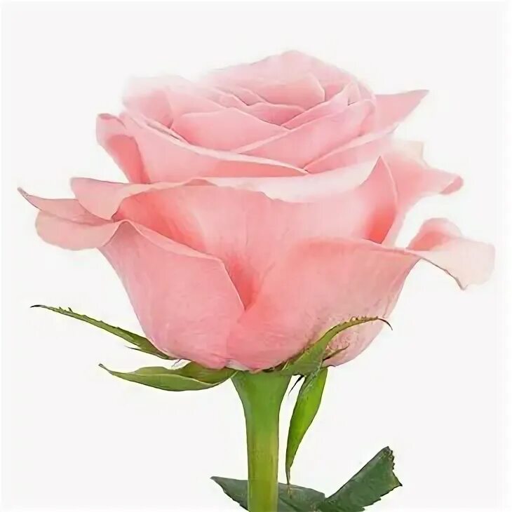 Any rose am. Any rose am. Any rose am. Any rose мисайлово доставка. Any rose yerevan.