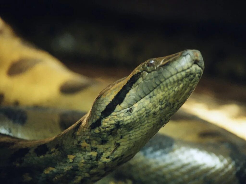 Анаконда змея. Золотая Анаконда. Фото змеи анаконды.