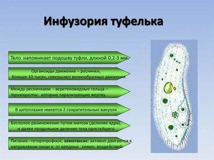 Органеллы инфузорий