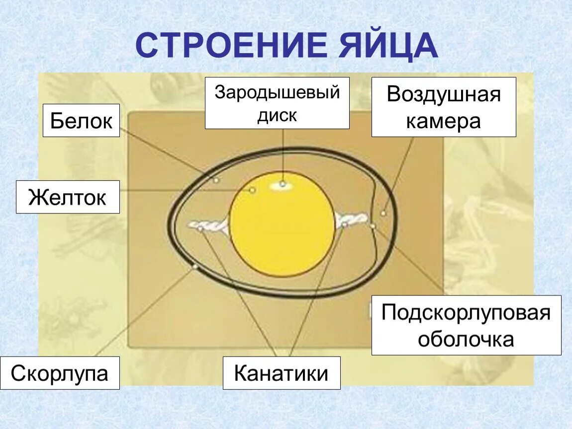 Строение яйца птицы. Схема строения яйца птицы. Строение яйца птицы 7 класс. Схема строения яйца курицы.