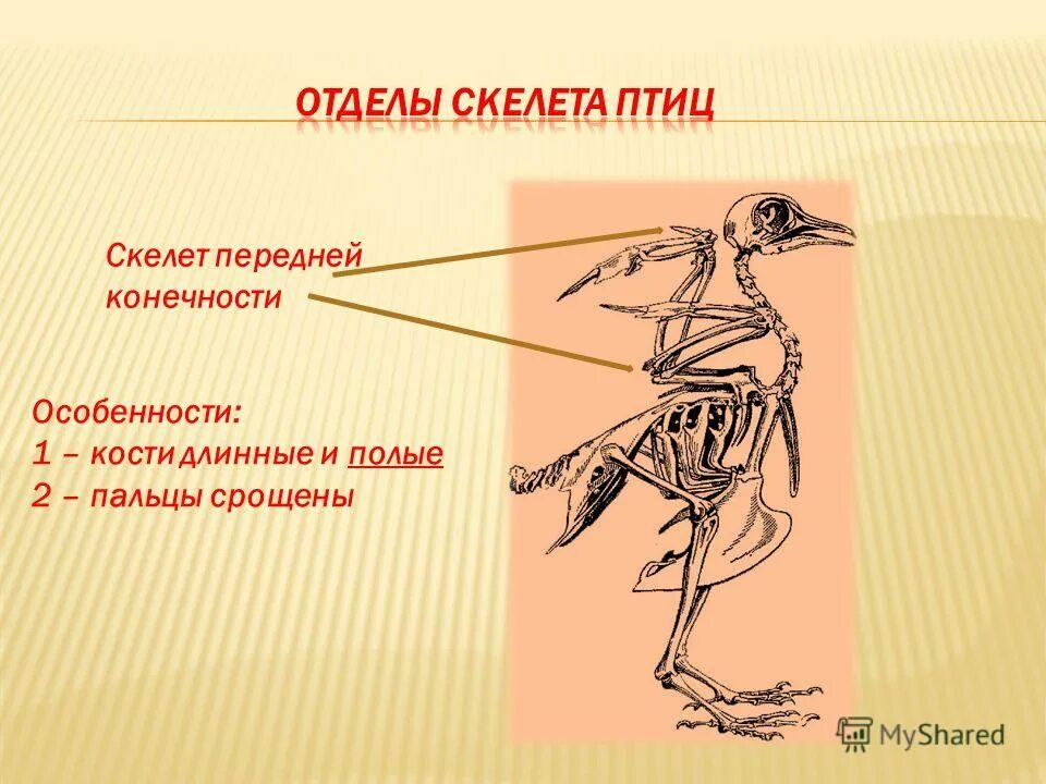 Скелет передней конечности птиц состоит из. Скелет передних конечностей у птиц. Скелет передних конечностей у членистоногих. Особенности строения передних конечностей у птиц.
