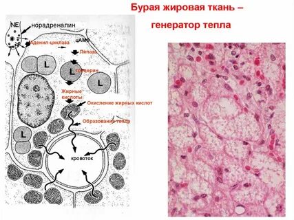 Бурая жировая