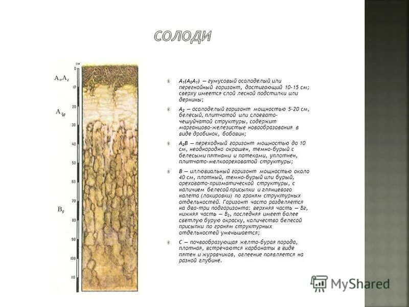 почему гумусовый горизонт имеет более темный цвет