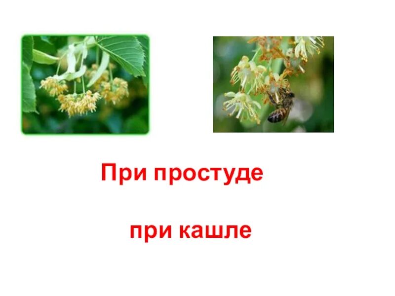 Растения в домашней аптечке. Лекарственные растения из домашней аптечки. Растения в домашней аптечке окружающий мир. Растения в домашней аптечке окружающий мир 2 класс. Растения в домашней аптечке 2