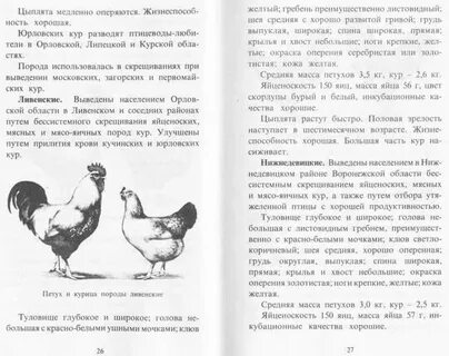 Порода кур ливенская ситцевая описание отзывы яйценоскость
