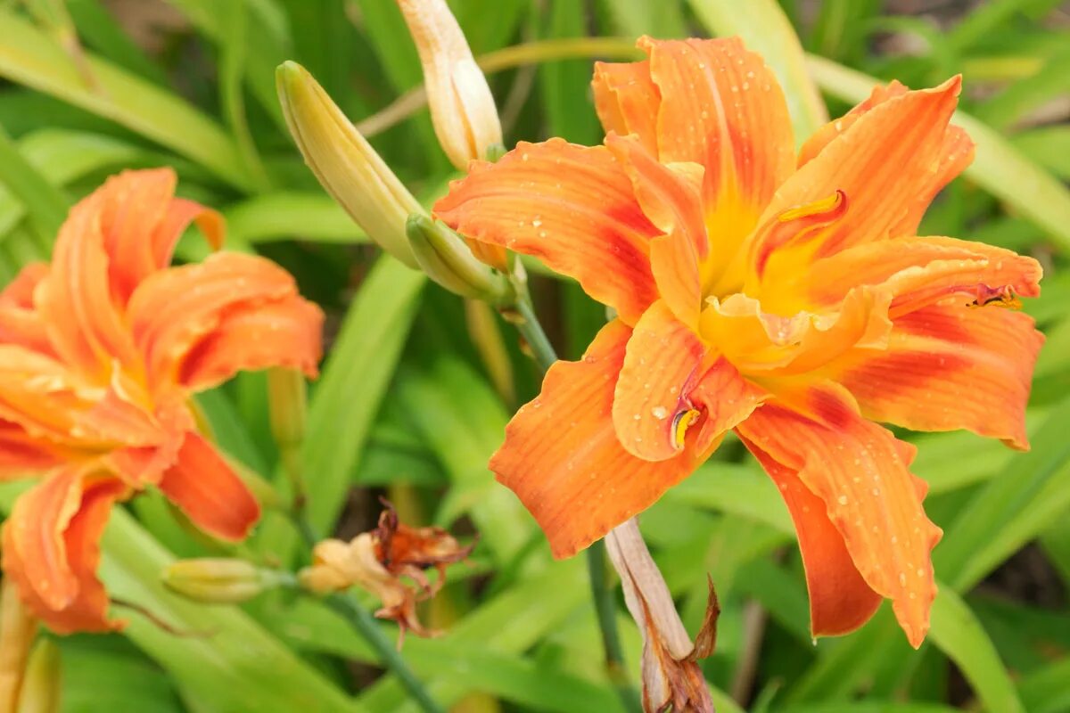 Хемерокалис цветок фото и описание выращивание. Лилейник оранжевый карликовый. Лилейник fulva Kwanso. Лилейник сикс Сенс. Лилейник гибридный 'Фульва.