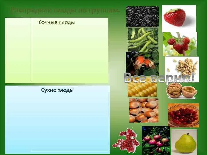 Распределите предложенные растения по группам растения паразиты. Сухие и сочные плоды. Распредели плоды по группам сухие и сочные. Распределите плоды по группам. Распределите плоды на сухие и сочные.