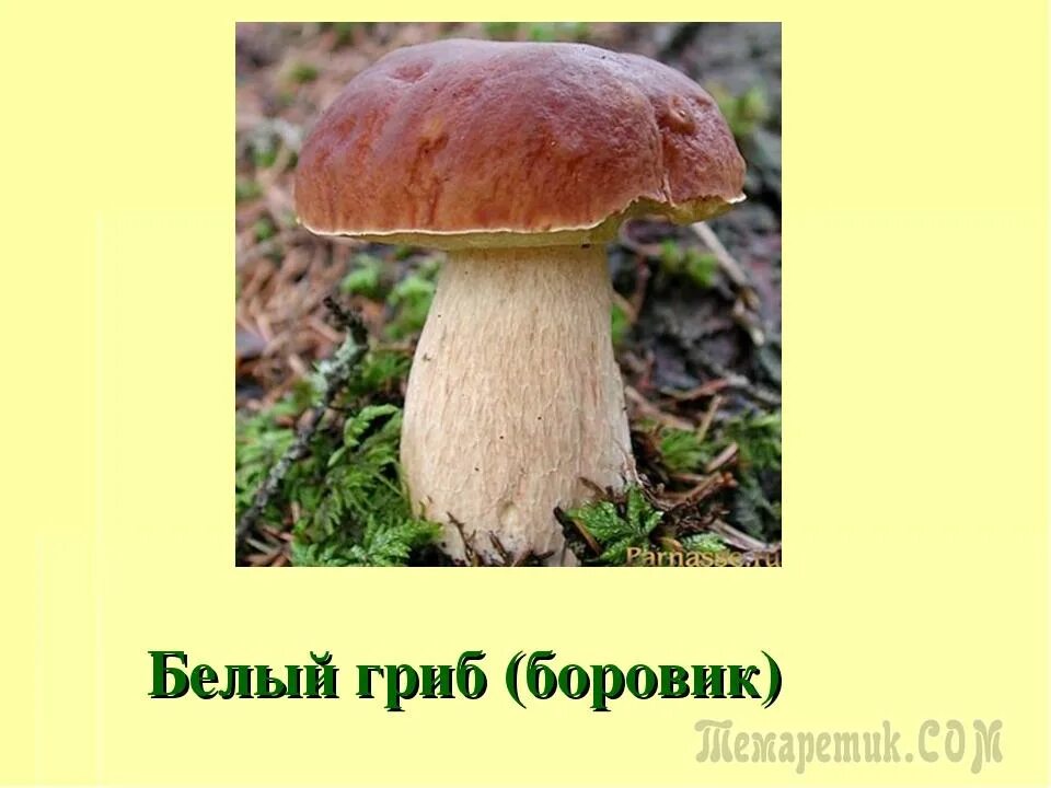 боровик девичий (boletus appendiculatus). ложный боровик двойник белого гриба. гриб боровик и белый в чем разница. гриб боровик и белый в чем разница. боровик и белый гриб разница.