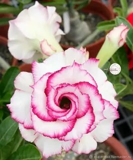 Адениум 585