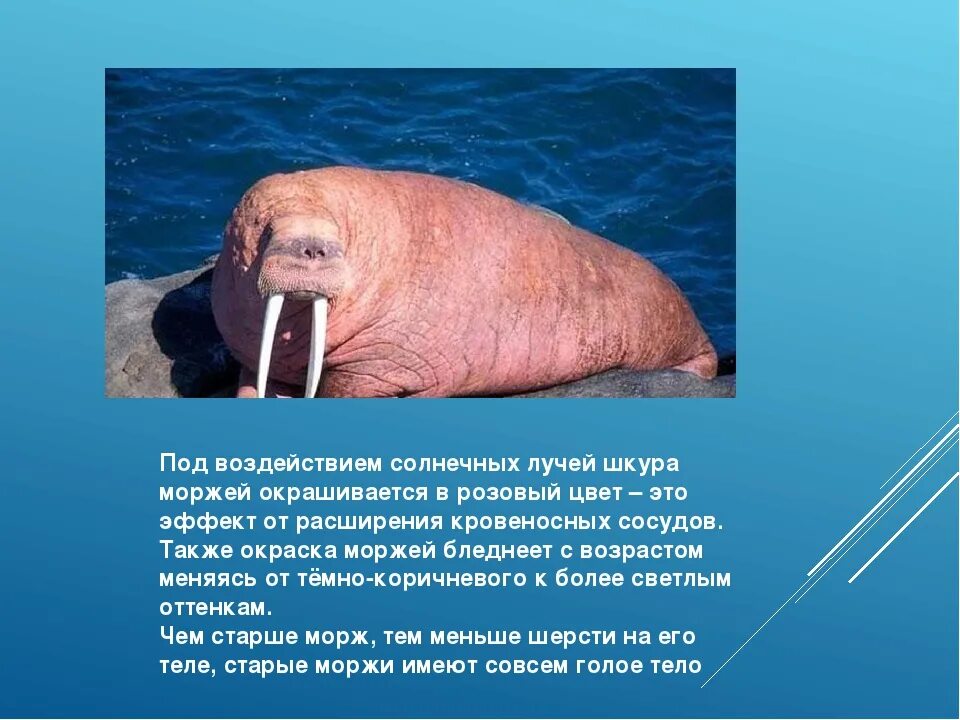 Индекс морж биржы. Морж форма тела. морж среда обитания.