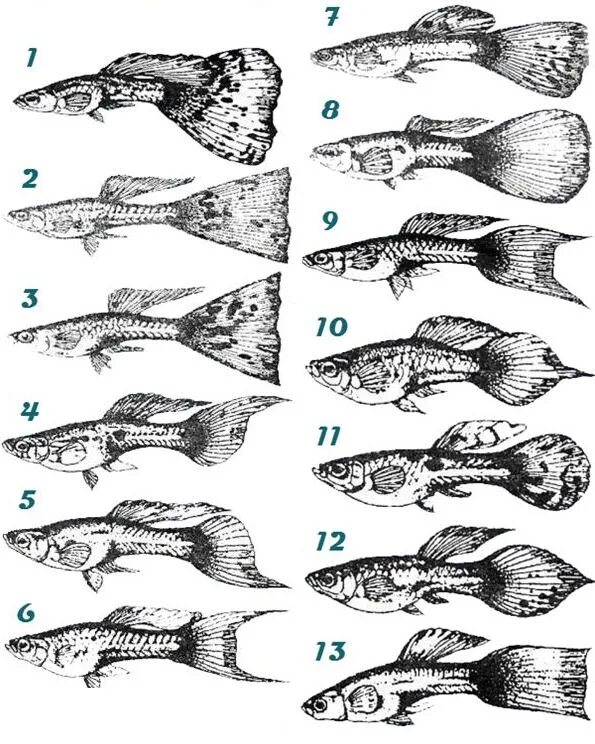 Гуппи рыбки самки и самцы. Гуппи самка и самец отличия. Гуппи самец и самка. Гуппи отличие самки от самца.