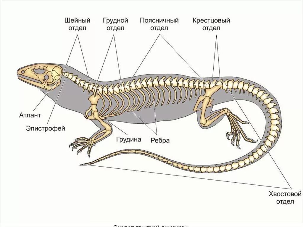 Внешнее и внутреннее строение рептилий. Отделы позвоночника пресмыкающихся. строение скелета прыткой ящерицы. отделы позвоночника пресмыкающихся 7 класс. строение скелета ящерицы пресмыкающихся.