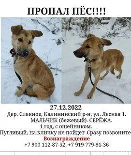 Потерялся сережа