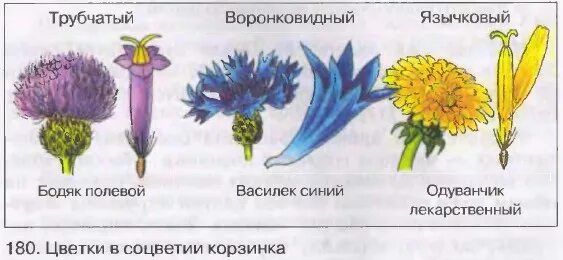 Цветки сложноцветных в соцветии корзинка. Трубчатый цветок сложноцветных. Трубчатые Сложноцветные растения. Типы цветков сложноцветных в соцветии корзинка.