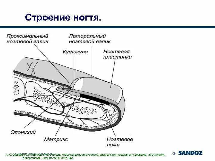 Онихобласты. Строение ногтевой пластины слои. Строение ногтевой пластины анатомия. Строение ногтевого аппарата схема. Анатомическое строение ногтя человека с описанием.