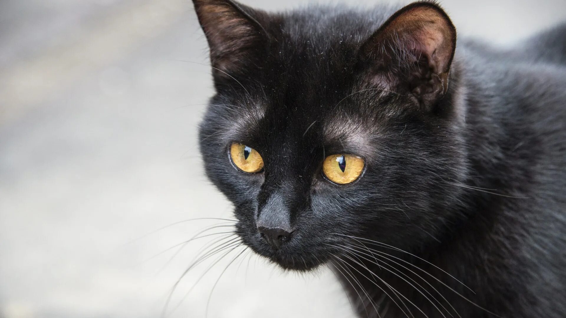 Порода черной кошки с желтыми глазами. Бомбейская кошка. Бомбейская кошка длинношерстная. Бомбейская кошка черно белая. Бомбейская кошка черная с желтыми глазами.