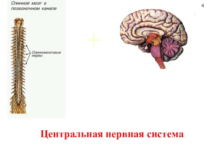 Опишите центральную нервную систему