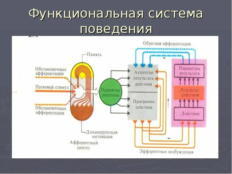 Функциональная система поведения. Типы функциональных систем. Схема функциональной системы поведения. Функциональные системы второго типа. Что понимают под функциональной системой приведите примеры