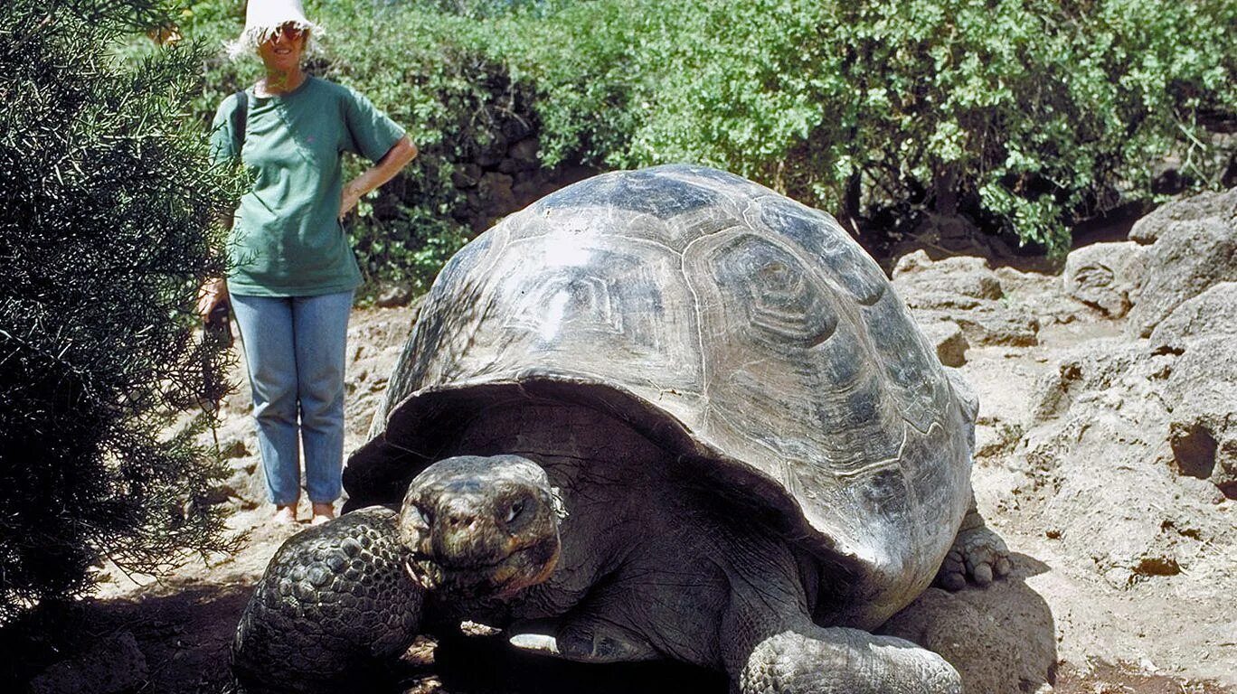 Черепахи живут 300. Галапагосская черепаха. Галапагосская слоновая черепаха. Галапагосская черепаха аквадон. Гигантские черепахи с Галапагосских островов.