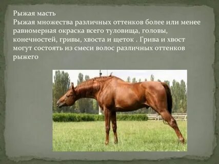 Рак лошадь мужчина