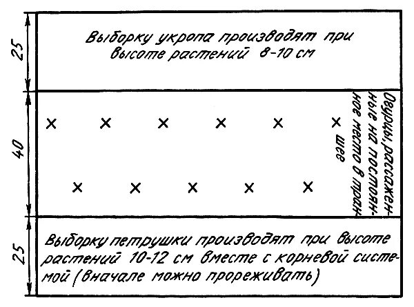 Посадка огурца в теплице расстояние. Схема посадки рассады огурцы в теплице. Схема посадки огурцов в закрытом грунте. Схема высадки рассады огурцов. Схема высадки рассады огурцов в теплице.