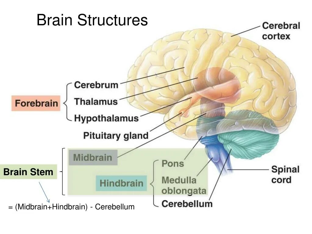 Brain structure. Parts and structures of the brain. midbrain anatomy. cerebrum cerebellum stem.