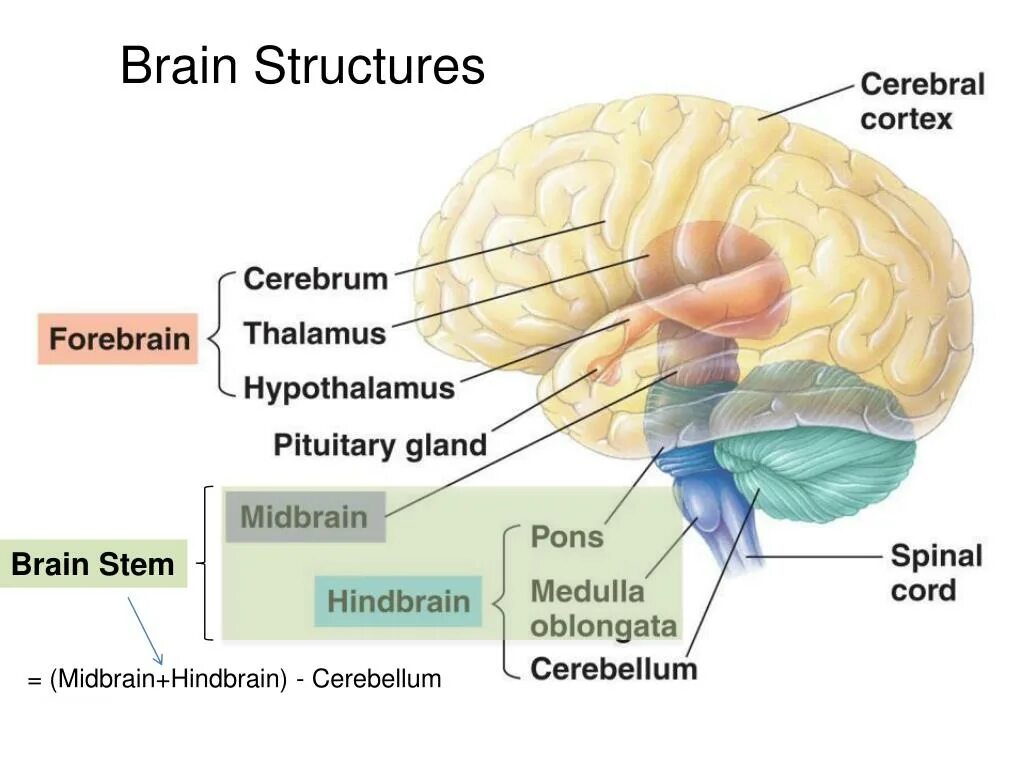 Parts and structures of the Brain. Midbrain Anatomy. Cerebrum cerebellum Stem.