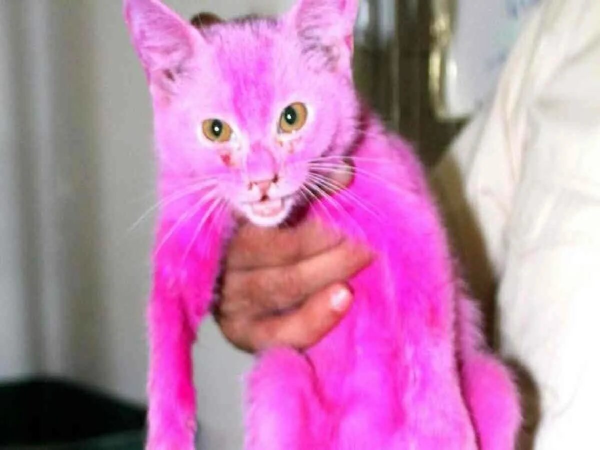 Розовый котенок. Розовая кошка. Кошка розового цвета. Розовая кошка фото. Черно розовую кошку