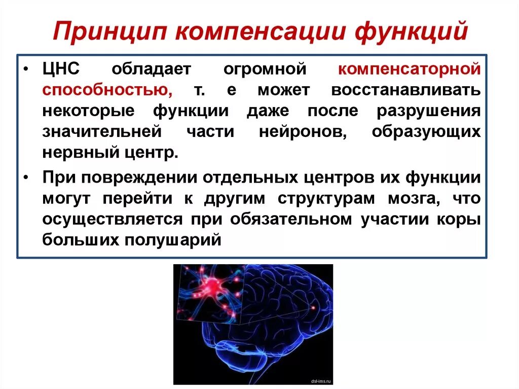 Принцип компенсации функций. Функции нервной системы. Функции центральной нервной системы. Принципы координации деятельности ЦНС. Функции центрального отдела нервной системы