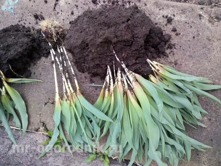 Когда можно пересаживать тюльпаны на новое место. Выкопка луковиц тюльпанов. Пересадка тюльпанов. Тюльпаны всходят. Пересадила Цветущий тюльпан.