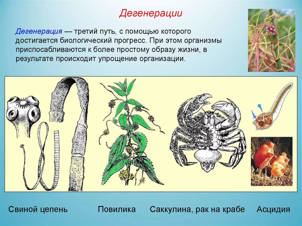 Редукция дегенерация. Асцидия дегенерация. Бычий цепень дегенерация. Общая дегенерация катагенез. Общая дегенерация примеры.