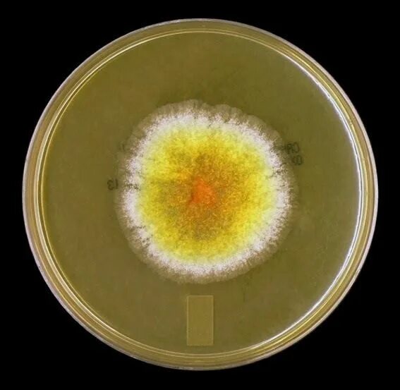 Аспергиллус Глаукус. Aspergillus nidulans колония. Микоплазма на чашке Петри. Микоплазма рост на питательных средах.