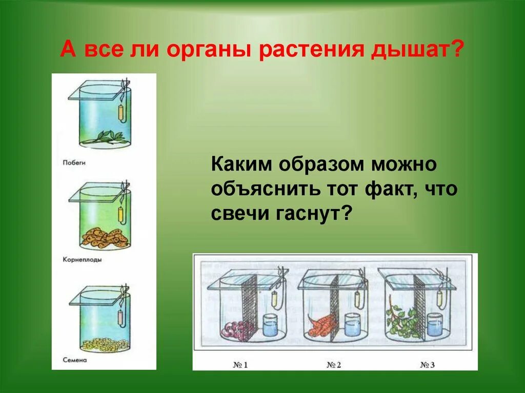 Как доказать что корни дышат кратко. Все органы растений дышат. Опыт дыхание растений. Дыхание органов растений опыт. Опыт доказывающий дыхание растений.