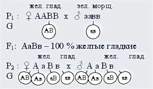 Возможные варианты гамет у особи аавв