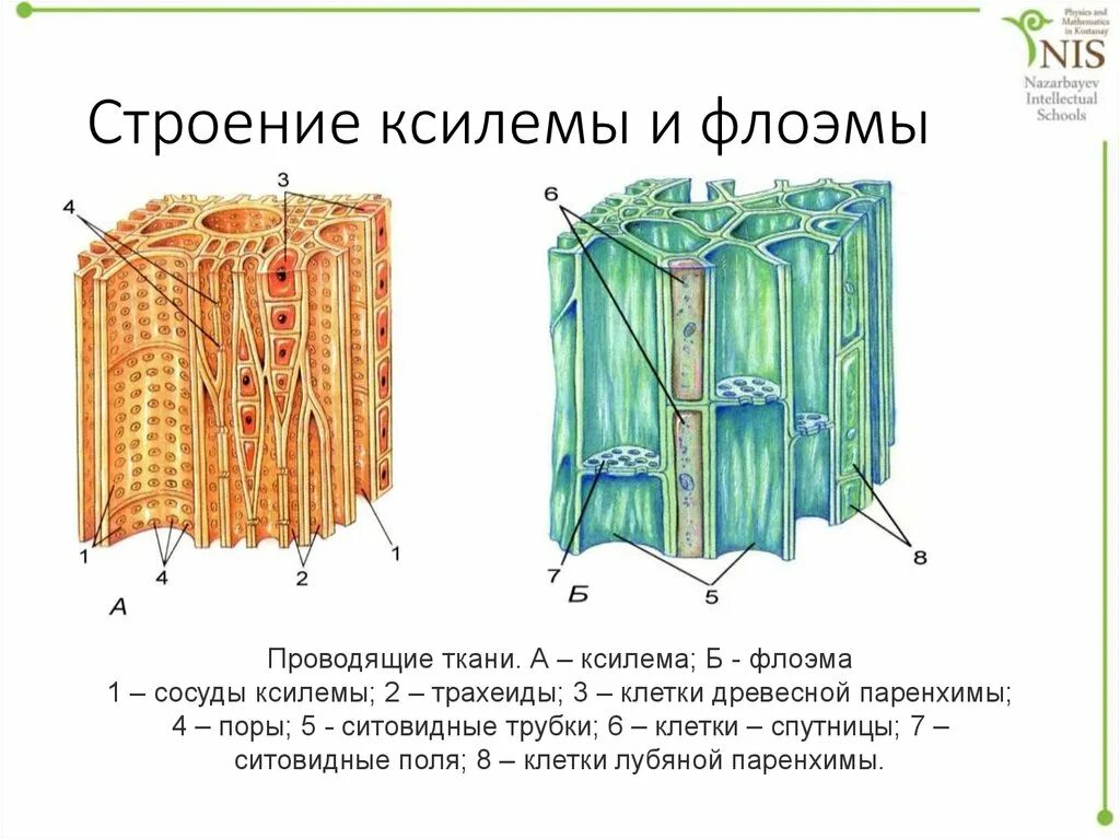 Ксилема Луб. Ксилема и флоэма у растений. Строение ксилемы и флоэмы. Ксилема внутри флоэма снаружи. В состав флоэмы входят