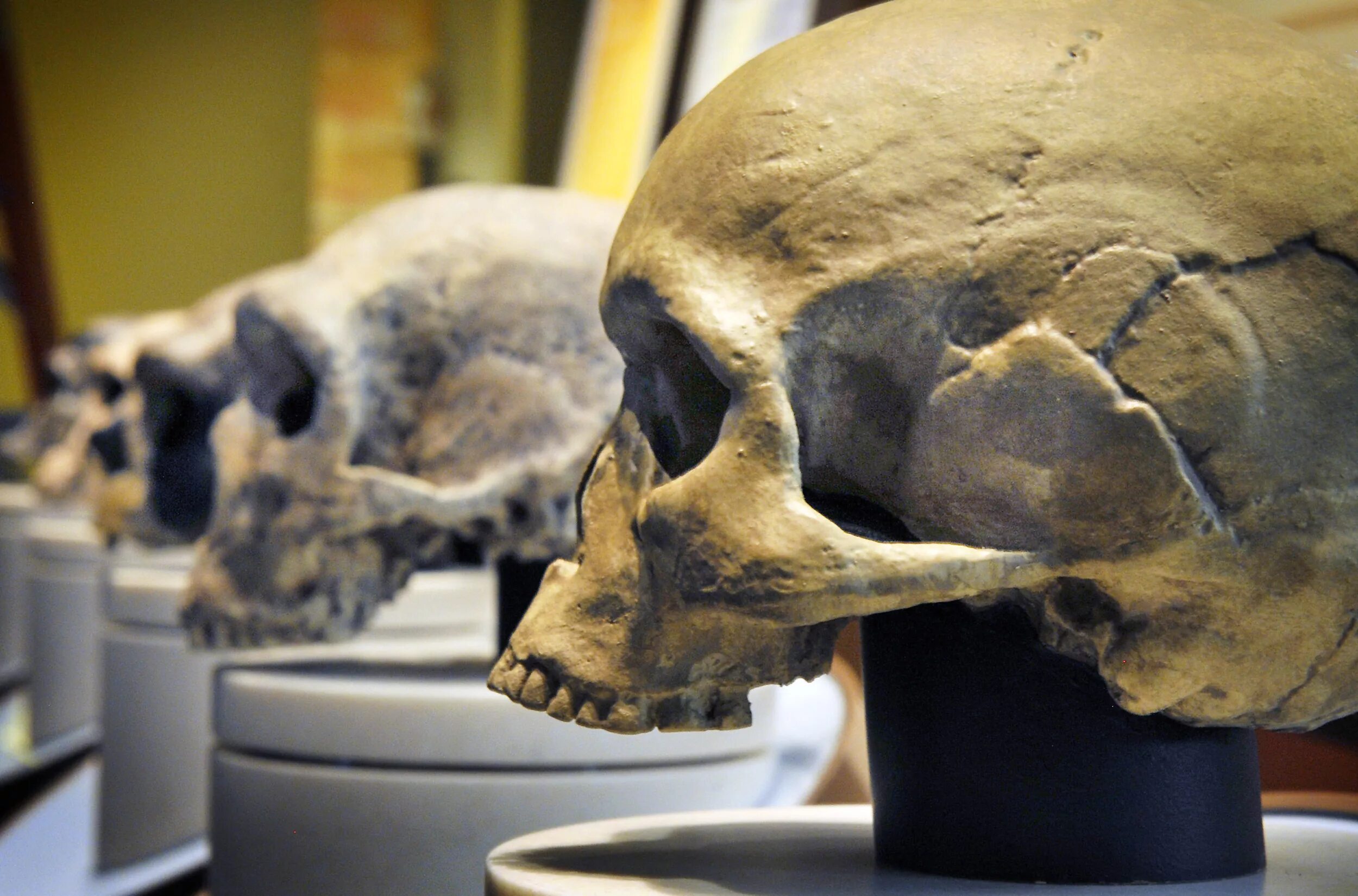 Череп древнего человека и современного. Неандерталец (homo Neanderthalensis) череп. Музей Неандерталь Эволюция черепа.