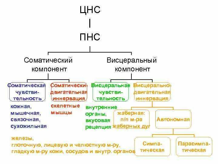 Центр периферическая нервной системы. Периферическая нервная система. Центральная НС И периферическая НС. ЦНС И периферическая нервная система. Периферическая и соматическая нервная система.