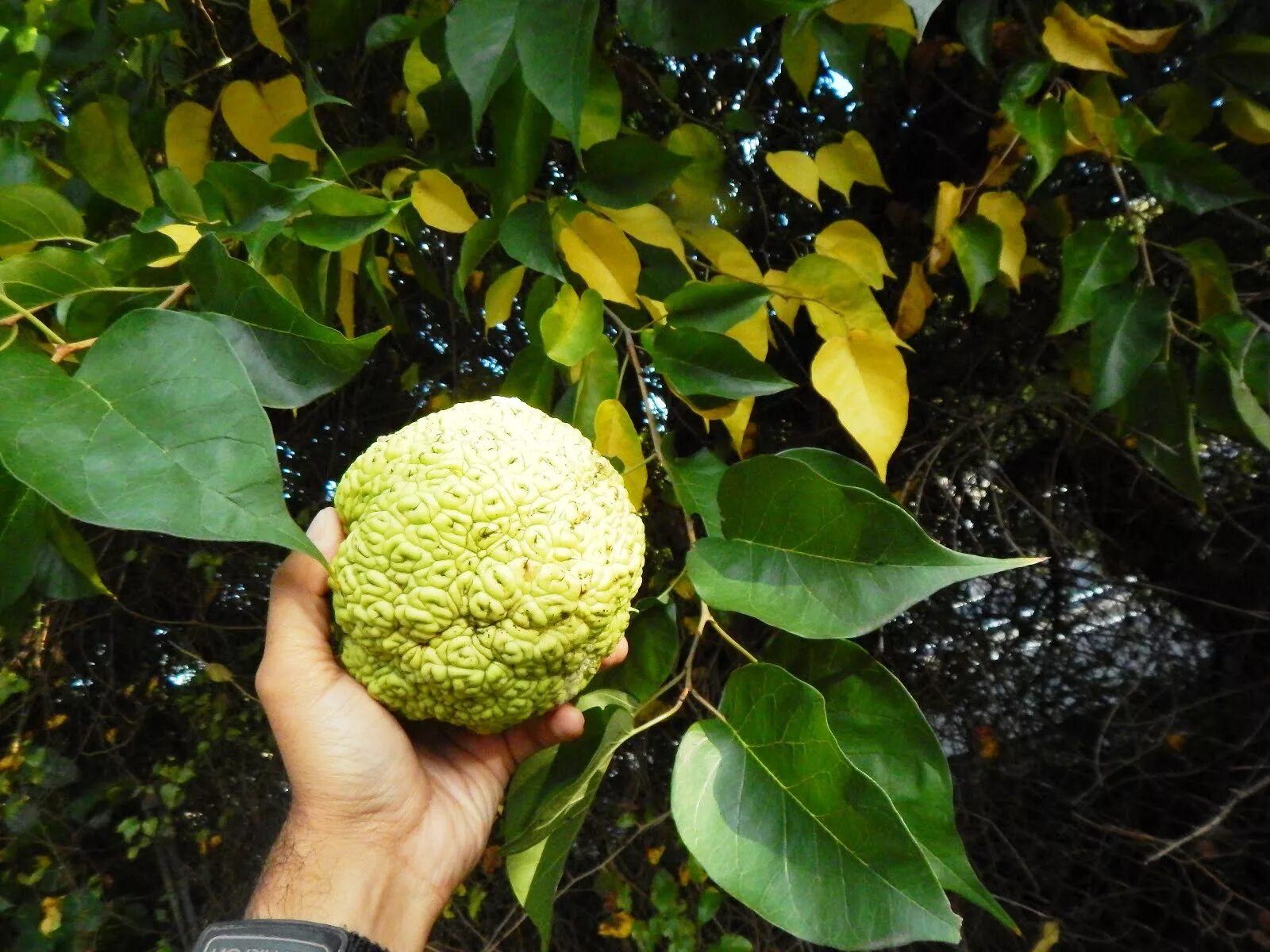 адамового адамово яблоко. маклюра крымская дерево. плоды маклюры (адамово яблоко ). маклюра (адамово яблоко) оранжевая. маклюра (адамово яблоко) оранжевая.