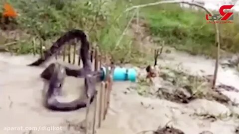 Попавший в ловушку тепетлизавр