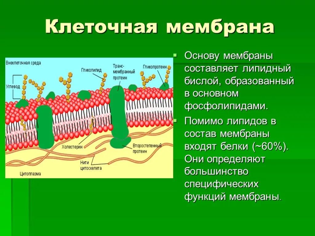 Основу мембран составляют