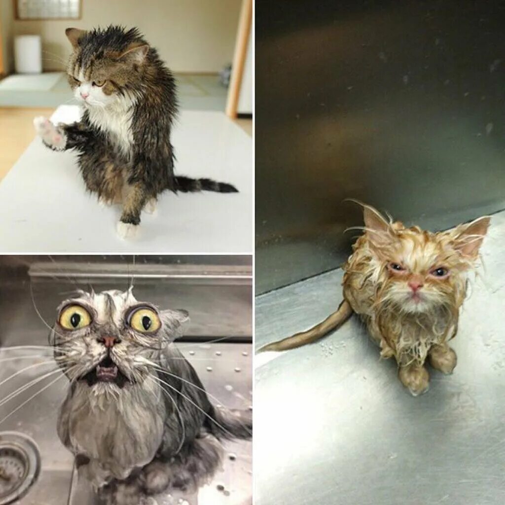 Коты после мытья. Мокрая кошка. Мокрый котенок. Смешные мокрые коты. Моерые кот.
